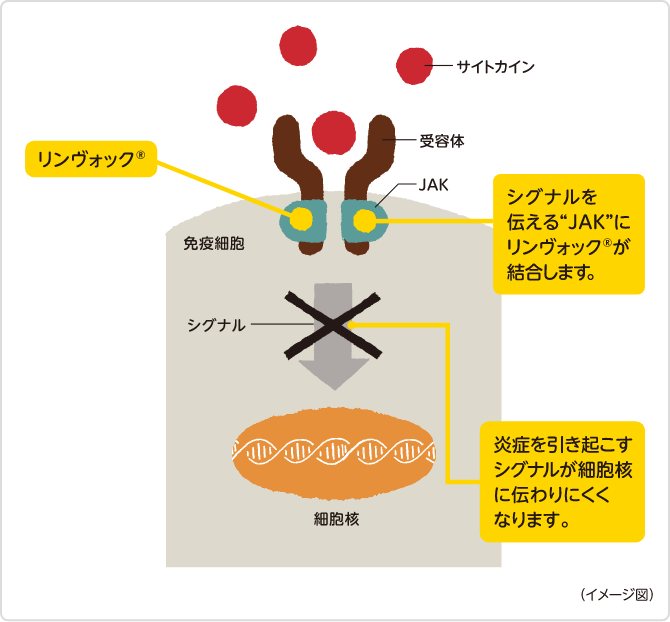 シグナルを伝える”JAK”にリンヴォックが結合します。 炎症を引き起こすシグナルが細胞核に伝わりにくくなります。　イメージ図