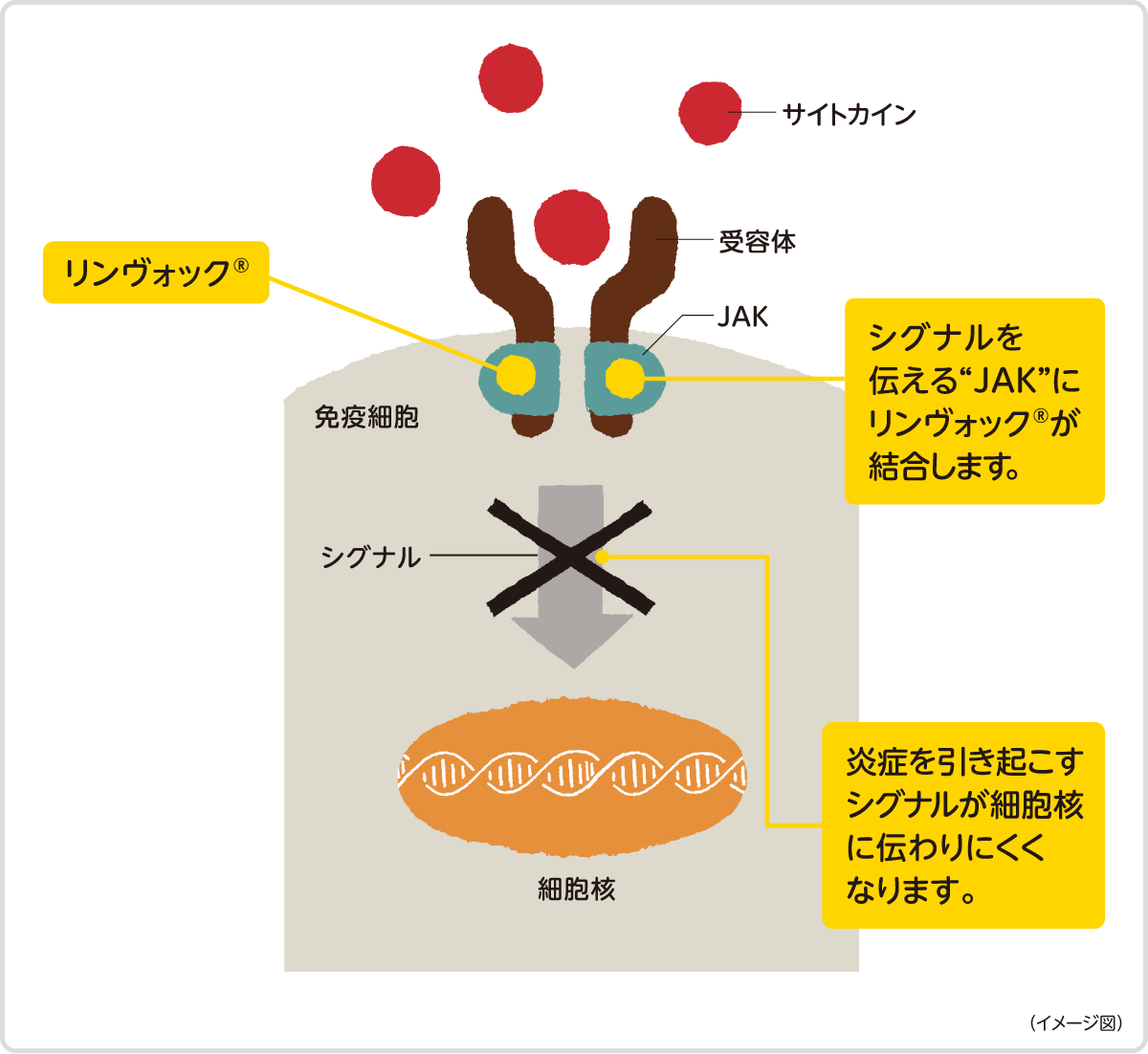 シグナルを伝える”JAK”にリンヴォックが結合します。 炎症を引き起こすシグナルが細胞核に伝わりにくくなります。　イメージ図